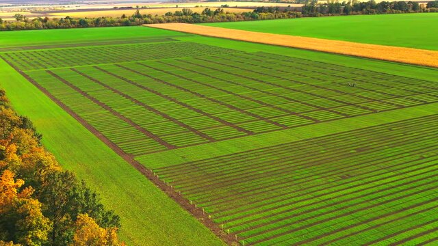 Winter wheat. Agrarian. Harvest. Aerial photography 4K.