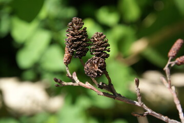 Schwarzerlenfrüchte 467679349 Alnus glutinosa