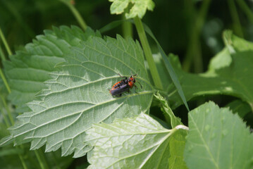 Weichkäfer gemeiner bei der Paarung 467679372 Cantharidae