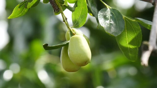Growing jujube seed fruite in summer, Gyeongsan-si, Gyeongsangbuk-do, South Korea