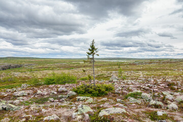 View at Old Tjikko an old spruce tree on a mountain plateau
