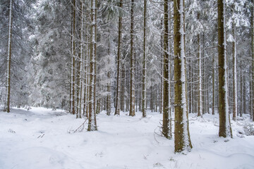 Beautiful snowy coniferous forest on a winter day