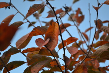 red autumn leaves