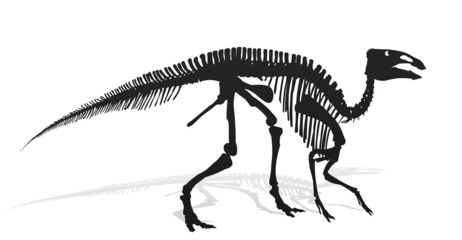 The Skeleton of ancient dinosaur.