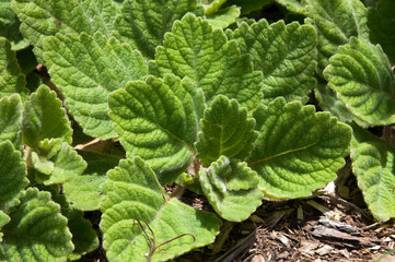 Sydney Australia, leaves of a  plectranthus hadiensis ground cover in the sunshine