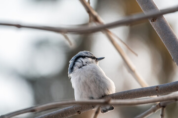 Eurasian nuthatch or wood nuthatch, lat. Sitta europaea, sitting on a tree branch with a blurred background.