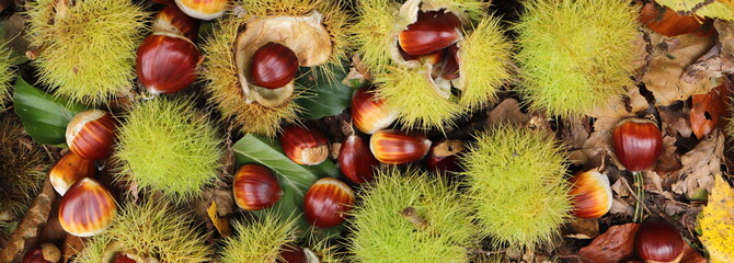 Chestnuts gathering in the forest panorama 