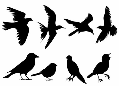 set of birds black silhouette, isolated, vector