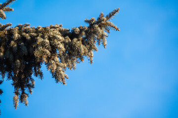 Green spruce branches with needles and cones against a blue sky in winter. Many cones on spruce....