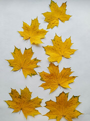 Yellow autumn maple leaves on a white background
