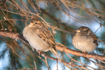 Sparrow sits on a fir branch in the sunset light.