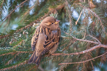 Sparrow sits on a fir branch in the sunset light.
