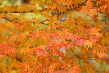 Naklejka na ściany i meble Autumn leaves of larch