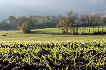 Rosée du matin sur des brins d'herbe