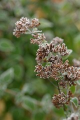 Origanum overblown and hoarfrosted flowers, oregano in autumn garden.