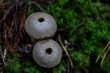 some puffball fungi in mossy ambiance