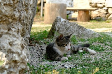 Young small cat laying by rock next to mountain shelter