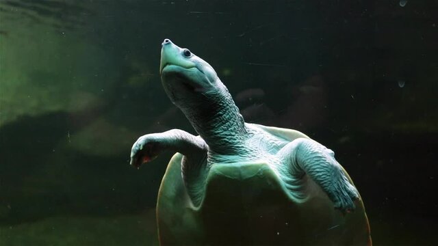 The northern river terrapin (Batagur baska) swim under water inside a aquarium