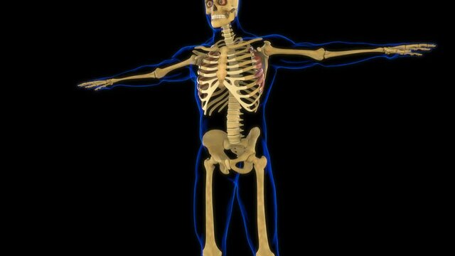Serratus Anterior Muscle Anatomy For Medical Concept 3D Animation