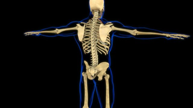 Scalenus Posterior Muscle Anatomy For Medical Concept 3D Animation