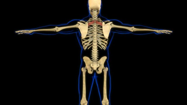 Rhomboid Minor Muscle Anatomy For Medical Concept 3D Animation
