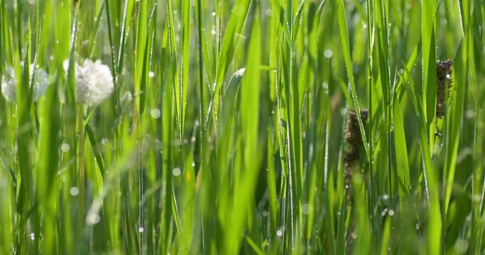 Foreground dew drops on the long green grass, UHD, 4K