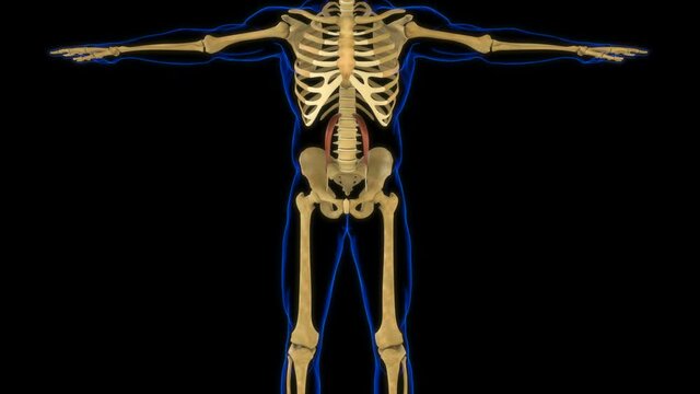 Psoas Minor Muscle Anatomy For Medical Concept 3D Animation