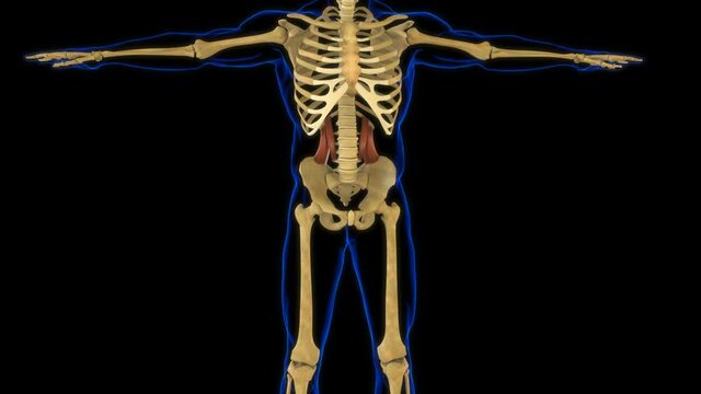 Quadratus Lumborum Muscle Anatomy For Medical Concept 3D Animation
