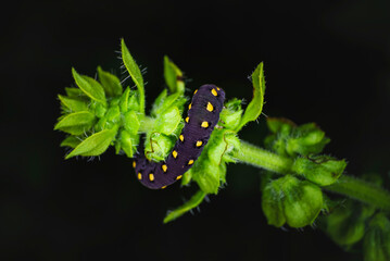 Une chenille violette à points jaunes entoure le haut des feuilles du basilic
