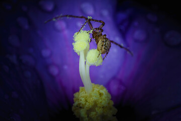Gros plan d'une araign&eacute;e &agrave; longues pattes pleines de pollen dz pistil de la cl&eacute;matite violette sur laquelle elle est pos&eacute;e
