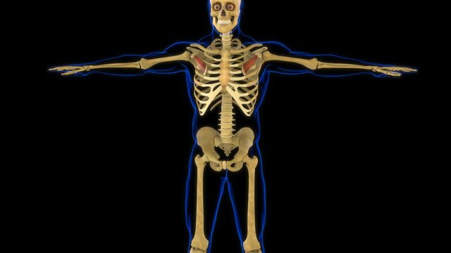 Pectoralis Minor Muscle Anatomy For Medical Concept 3D Animation