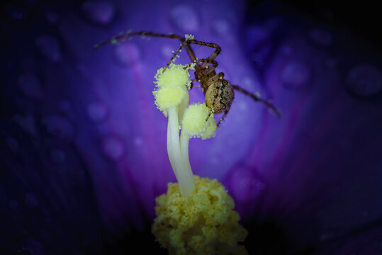Gros plan d'une araign&eacute;e &agrave; longues pattes pleines de pollen dz pistil de la cl&eacute;matite violette sur laquelle elle est pos&eacute;e