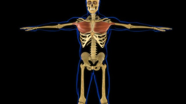 Pectoral Muscle Anatomy For Medical Concept 3D Animation
