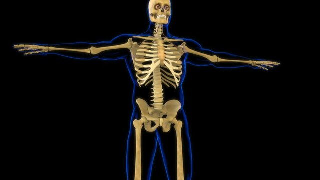Omohyoideus Muscle Anatomy For Medical Concept 3D Animation