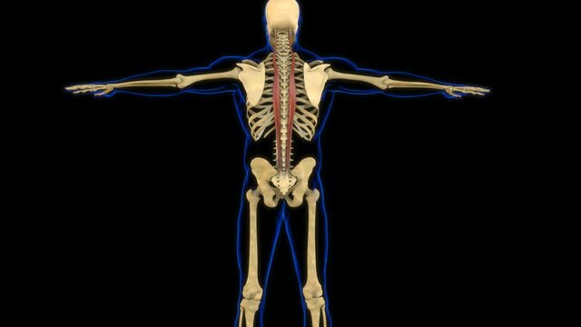 Longissimus Muscle Anatomy For Medical Concept 3D Animation