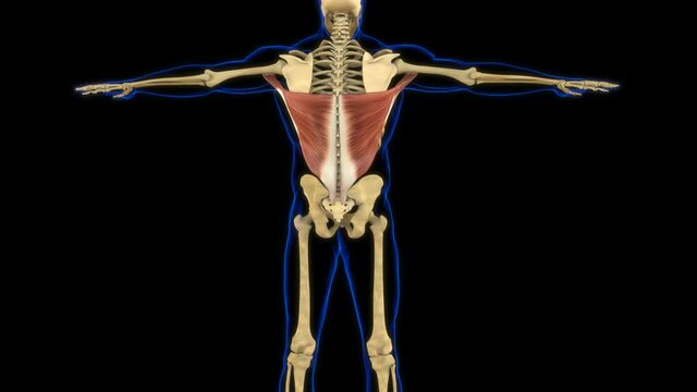 Latissim Muscle Anatomy For Medical Concept 3D Animation