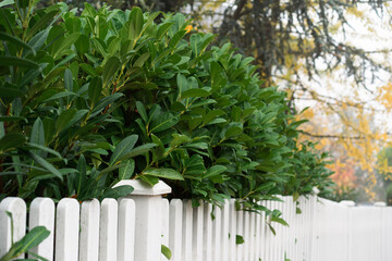 White fence and green grass