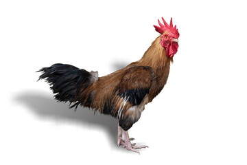 Rooster isolated on white background. This has clipping path.   