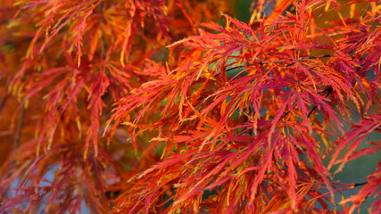 Acer palmatum. closeup of autumn leaves in a Japanese garden maple which has fine leaves. red leaves. natural background. autumn theme, beautiful season. Enkan. selective focus