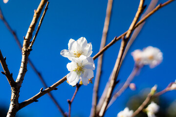 japan, tokyo, flowers of october sakura close shooting on a clear sky day