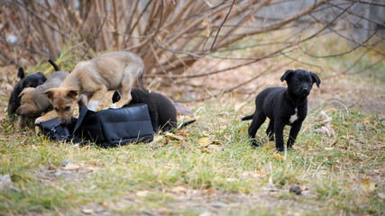 girl stroking stray dogs. black and red dogs. homeless hungry dog on the street. home animal. animal care concept, homeless problem, veterinary medicine, volunteer assistance.