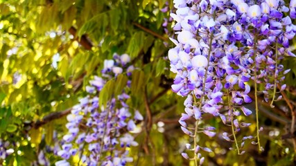 藤の花