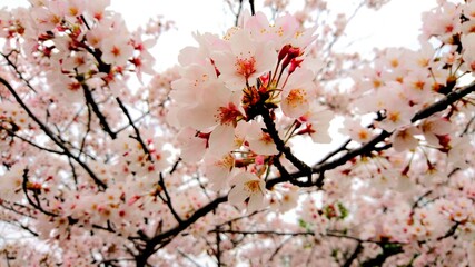 ピンク色に咲く桜