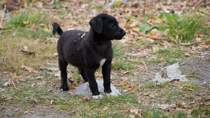 a series of photos with a homeless puppy. little dog. home animal. pet care. black homeless puppy. Cute puppy in black and white with sad look. veterinary, homeless animal problem, hungry puppy