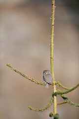 Eurasian pygmy owl at spruce branch