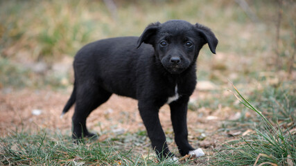a series of photos with a homeless puppy. little dog. home animal. pet care. black homeless puppy. Cute puppy in black and white with sad look. veterinary, homeless animal problem, hungry puppy