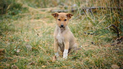 a series of photos with a homeless puppy. little dog. home animal. pet care. redhead homeless puppy. Cute puppy in red color with sad look. veterinary, homeless animal problem, hungry puppy