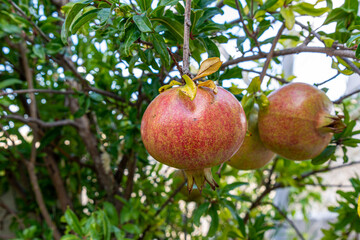 Ripe colorful pomegranate fruit on a tree branch. The foliage on the background