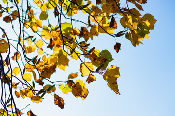 Selective Soft Focus. Birch trees with bright yellowed leaves against a sunny light blue sky. Autumn background. Concept Autumn, September, October, Back to School