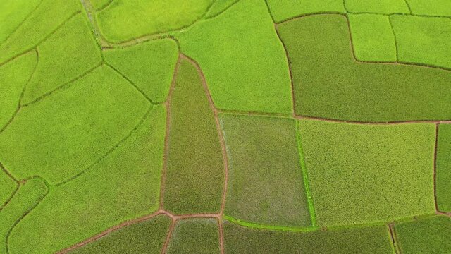 Green rice fields in the valley during the planting season.The beauty of nature from the pattern of terraced rice fields at the end of the rainy season before harvest time